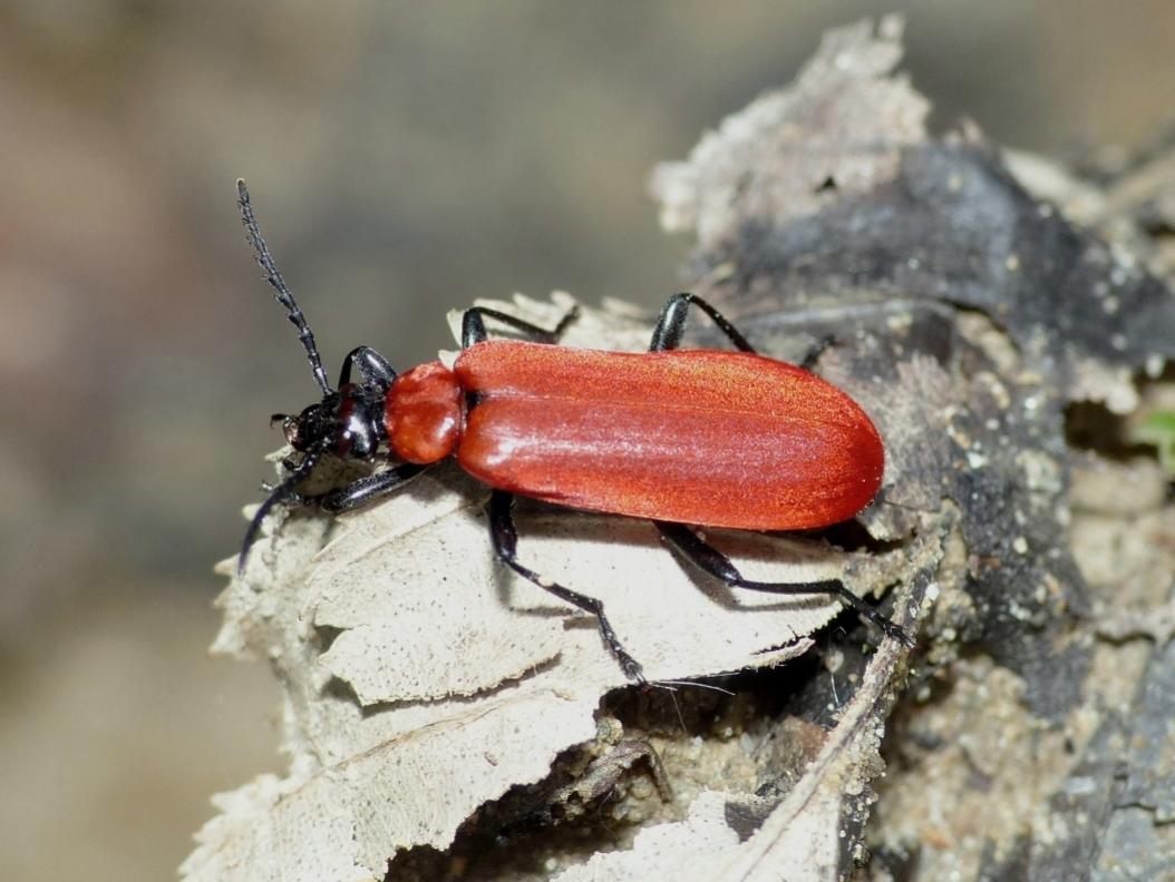 Pyrochroa coccinea; adulti e larva?